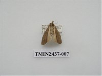 藏品(淡墨苔蛾)的圖片